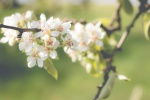 Fresh and elegant pear blossom pictures desktop wallpaper
