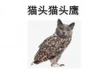 猫头猫头鹰