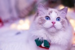 Cute Ragdoll Cat Pictures Desktop Wallpaper
