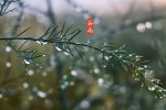 24 solar terms Grain Rain pictures desktop wallpaper