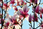 Spring magnolia pictures desktop wallpaper