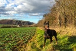 Doberman Pinscher Pictures Doberman Pinscher Pictures