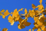 Beautiful ginkgo leaves pictures desktop wallpaper