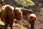 Long haired Scottish cow pictures