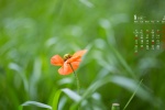 January 2022 green plant eye protection calendar wallpaper
