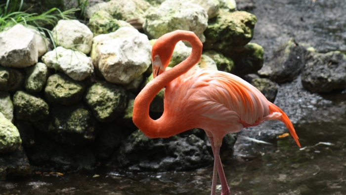 HD flamingo pictures desktop wallpaper