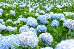 Blooming blue hydrangeas pictures desktop wallpaper