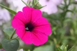 HD Petunia Pictures Desktop Wallpaper