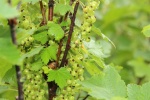 HD currant picture desktop wallpaper