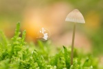 小清新24节气小暑电脑桌面壁纸