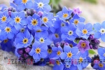 August 2021 Chinese Valentine's Day forget-me-not desktop calendar wallpaper
