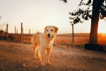 Golden Retriever Pictures