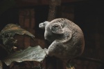 Sleeping koala pictures
