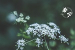 Spring Equinox Beautiful Flowers Pictures Desktop Wallpaper
