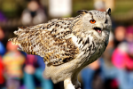 great horned owl pictures