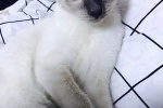 Siamese cat pictures