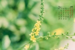 2022年3月小清新花朵日历壁纸