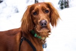 Irish Setter Dog Pictures Desktop Wallpaper