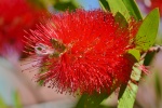 Red Melaleuca picture desktop wallpaper