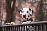 Dalmatian dog pictures
