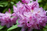 Rhododendron pictures desktop wallpaper