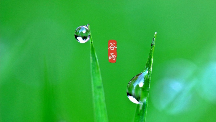 穀雨二十四節氣高清圖片桌麵壁紙