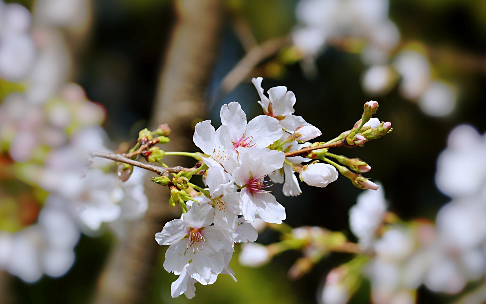 春天的樱花高清摄影图片桌面壁纸