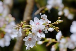 Spring cherry blossoms HD photography pictures desktop wallpaper