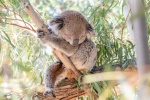 Sleeping koala pictures