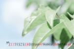 2021年10月护眼绿植风景桌面日历壁纸