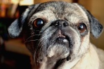 Cute and cute pug pictures