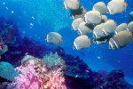 海洋世界水族馆图片桌面壁纸
