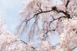 HD cherry blossom photography pictures desktop wallpaper