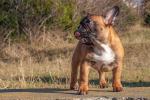 Medium sized dog bulldog pictures