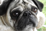 Cute and cute pug pictures