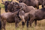 Wildebeest pictures in African grassland