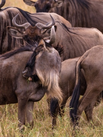 Wildebeest pictures in African grassland