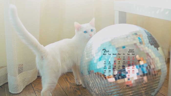 2021年7月萌宠猫咪桌面日历壁纸