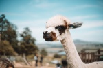 Alpaca pictures tame and cute alpaca pictures