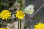 Beautiful butterfly pictures desktop wallpaper