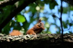 Cute little squirrel pictures