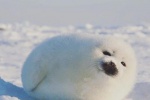 Adorable soft harp seal pup