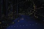 Xishuangbanna firefly night scene pictures
