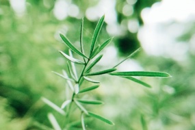 超治愈护眼绿色电脑壁纸图片