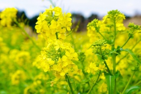 金灿灿的油菜花图片桌面壁纸