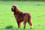 Lively Irish Setter Pictures