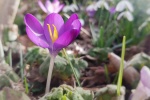HD crocus picture desktop wallpaper