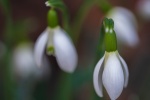 HD snowdrop pictures desktop wallpaper