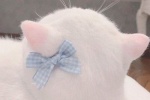 Cute and cute cat avatar pictures