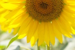 Sunflower sunflower mobile wallpaper